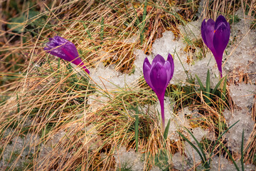 Three crocuses break through the melting snow. Marvelous spring view of blooming crocus flowers in Carpathian mountains. Beautiful floral background.