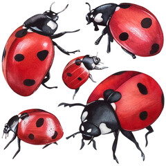 Ladybug clipart, isolated illustration. Beautiful insect on a white background, watercolor painted by hand art for wallpaper. Cartoon cute animal. Watercolour print, hand drawn,red lady bug black dots