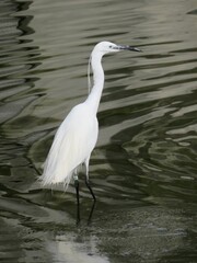 aigrette
