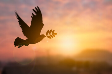 Silhouette pigeon flying out