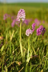 Group of wild three-toothed orchids with white pink flower blooming in meadow in grass on spring sunny day, fresh green and pink color of spring, beautiful floral background with natural bokeh