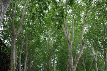 Trees in the forest