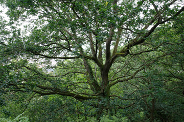 Tree in the forest