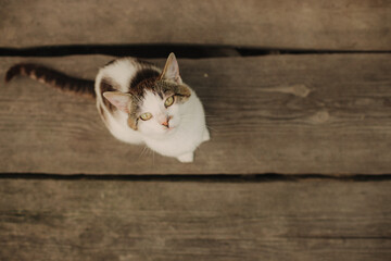 A domestic cat sits on the wooden floor and looks up at the camera. View from above. A...