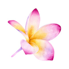 Hand drawn illustration of Pink Plumeria Flower isolated on a white background.