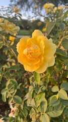 Yellow flower blooming with sunlight