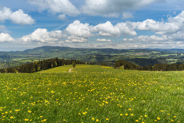 View over a flower meadow to the hilly landscape of the Black Forest, Breitnau, Baden-Wuerttemberg, Germany