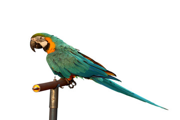 Blue and gold macaw parrot isolated transparent background png file