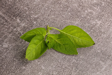 Raw green basil leaves seasoning