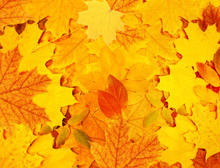 Calm fall season. Decorative backdrop from bright colourful autumn leaf of maple, rowanberry and birch. Horizontal or vertical fall season background. Top view of multi colored fallen autumn leaves