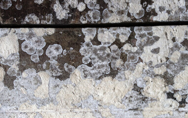 Lichen growing on stone. Mold stains on the wall. Old stone covered with lichen and moss. Dirty...