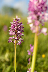 Detail of Military orchid flower blooming with pink and white blossom in fresh green meadows in April and May in the area of Strabisov-Oulehla in Czech Republic	