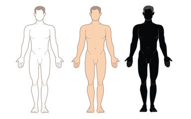 Illustration of men's body and male anatomy.