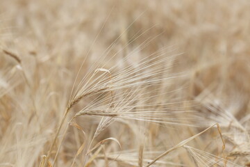 golden wheat field in summer