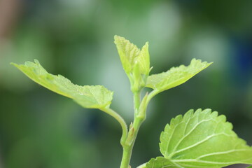 closeup of fresh leaves of mulberry tree