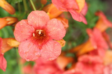 chinese trumpet vine flowers in spring	

