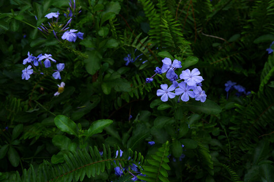 Blue plumbago flower or Cape plumbago with dark green leaves background. Flowering plants background of jungles, tropics, violet and green concepts. Abstract image of beautiful nature and landscapes.