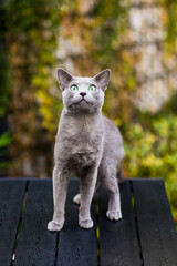 British Shorthair blue cat lying and sitting on wooden table in green garden.