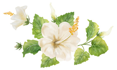 白いハイビスカスの花のイラスト