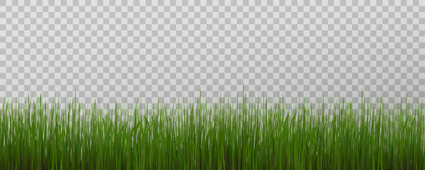 Grass border, vector illustration. Vector grass, lawn. Grass png, lawn png. Green grass with sun glare.	
