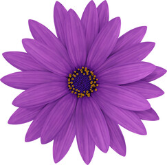 Obraz premium purple daisy flower