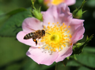 Fototapeta premium Concept, spring collection of nectar and pollen by a honey bee for subsequent preparation of honey. The bee, like a workaholic, works tirelessly. The bee finds a honey flower, collecting nectar and po