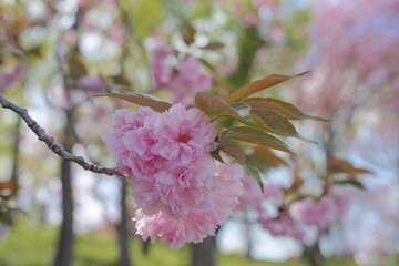 日本、神奈川県、横浜市の菊名桜山公園の八重桜
