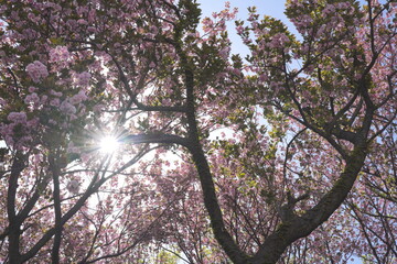 日本、神奈川県、横浜市の菊名桜山公園の八重桜
