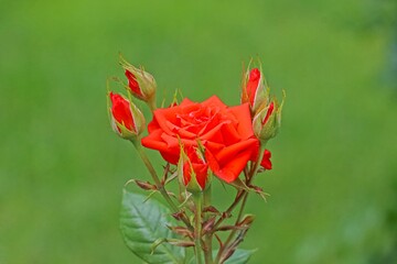 
Rose is the name given to woody perennial angiosperm fragrant plant species from the Rosa genus of...