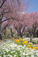 日本、神奈川県、横浜市の菊名桜山公園の八重桜
