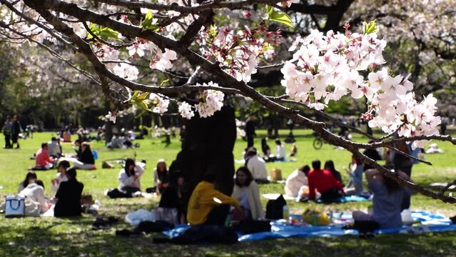 TOKYO, JAPAN - APRIL 2024 : View of cherry blossoms and people at the park in daytime. Japanese spring season and nature concept video. Slow motion shot.