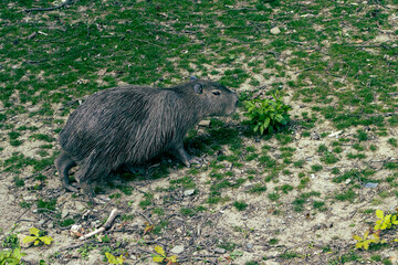 Capybara in the zoo exhibit. Capybara reaching for a tuft of grass.