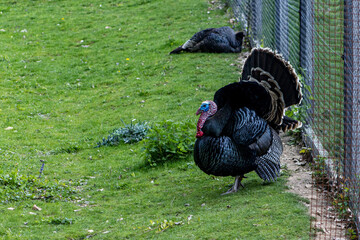 Turkey in a pen on the grass. Turkey standing sideways. Poultry, farm.