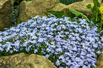 Bunch of purple small flowers. Small tiny flowers. Ornamental flowers among large stones....