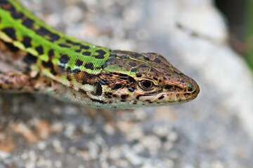 Close up photo of the sand lizard (Lacerta agilis). Detail of head. 