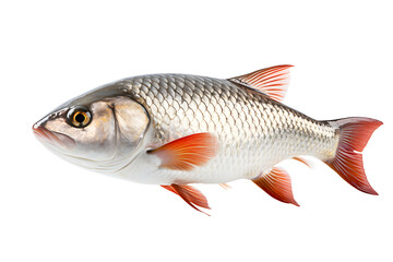 Naklejka premium Silver color Carp lives in river isolated on cut out PNG or transparent background. Common Carp was originally which is freshwater fish. Realistic animal fish clipart template pattern.