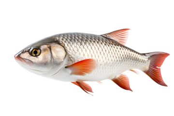 Silver color Carp lives in river isolated on cut out PNG or transparent background. Common Carp was originally which is freshwater fish. Realistic animal fish clipart template pattern.