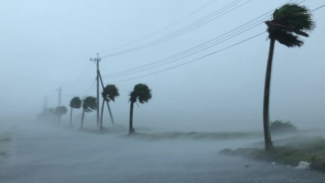 Power Hurricane Eyewall Wind Lashes Palm Trees - Haishen