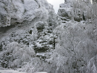 snow covered trees