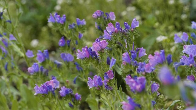 Field of Wild Vipers Bugloss or Blueweed Flowers, Close Up