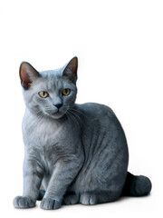 Obraz premium british shorthair cat on transparent background, cat clipart png