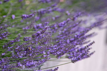 Purple lavender flowers. Flower in the field. Nature background. Grow a fragrant plant in the...