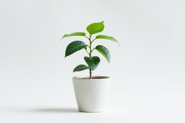 Delicate green plant in a simple white pot on a minimal background