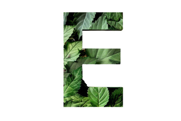 Letter E Formed by Leaves