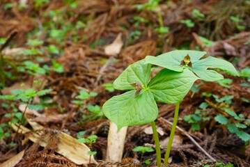 山野草のエンレイソウの葉と花