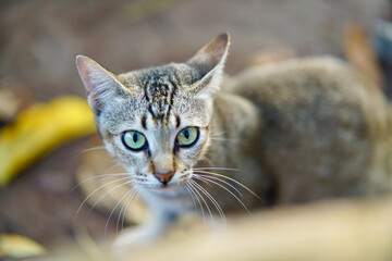 Brown-silver-black Indonesian Domestic Cat looking directly into the Camera