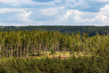 Summer landscape with forest and cloudy sky.