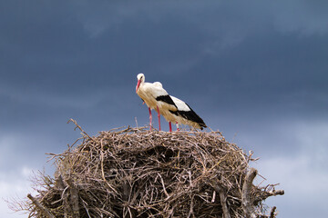 Two white storks perched on their nest incubating the egg of their future chick.