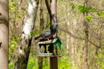 A pigeon bird on a house with food
