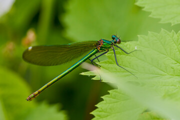 (Anisoptera), predatory insect characterized by an elongated body, agile flight and two pairs of approximately equal membranous wings.